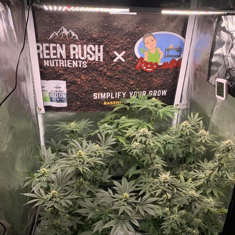 Donut Party 1 growlog timeline photo