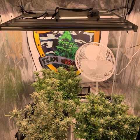 Ayos 1 growlog timeline photo