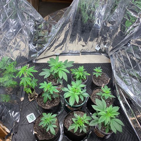 Ayos 1 growlog timeline photo
