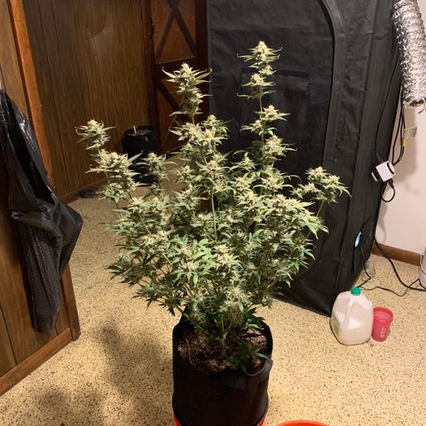 Mango Smile 2 growlog timeline photo