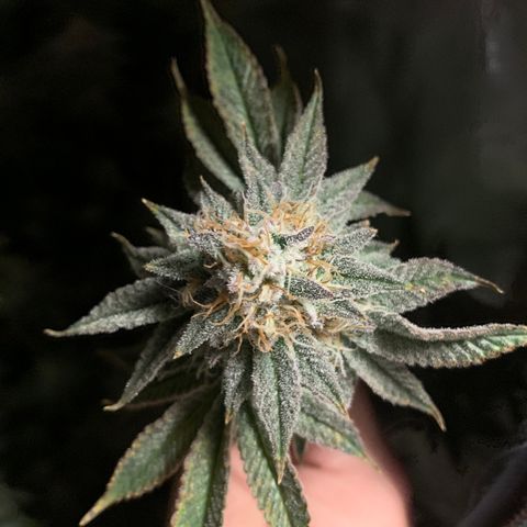 Rainbow 4 growlog timeline photo