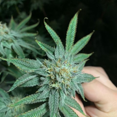 Rainbow 4 growlog timeline photo