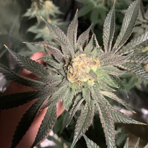 Donut Party 1 growlog timeline photo