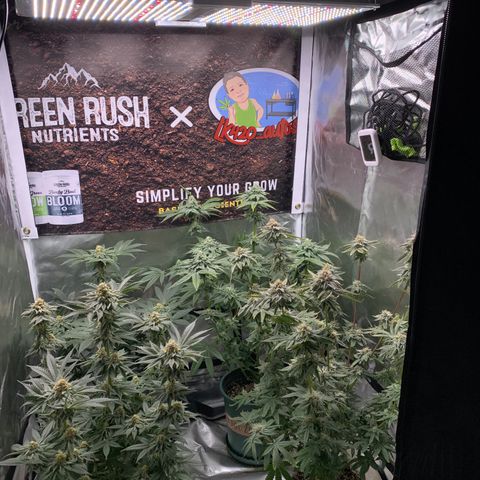 Donut Party 1 growlog timeline photo