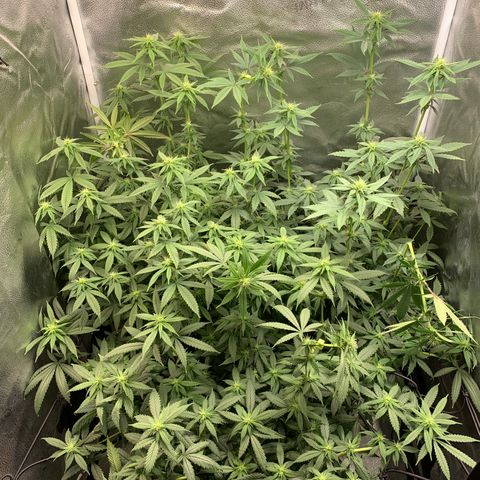 Lemon Drop 2 growlog timeline photo