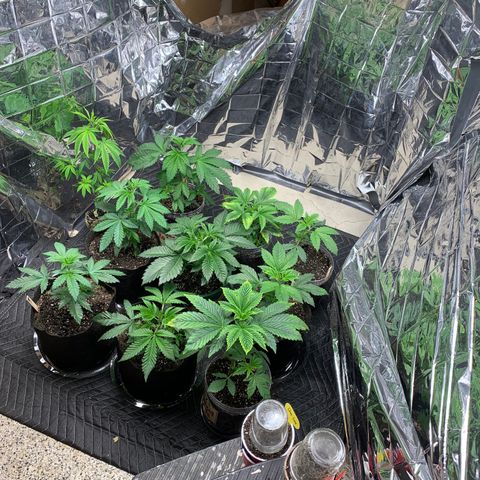 Ayos 1 growlog timeline photo