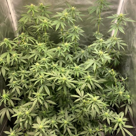 Lemon Drop 2 growlog timeline photo