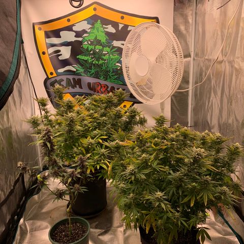 Ayos 1 growlog timeline photo