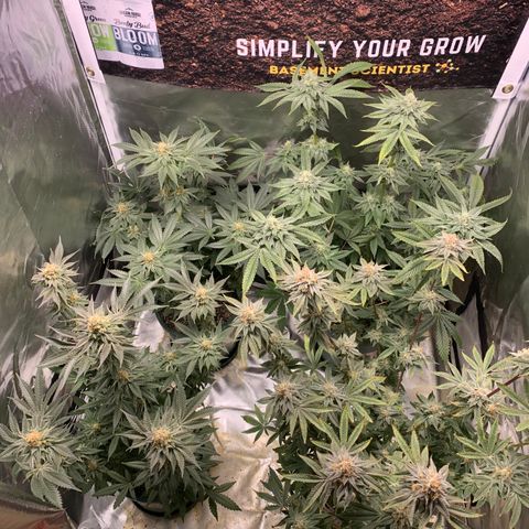 Donut Party 1 growlog timeline photo
