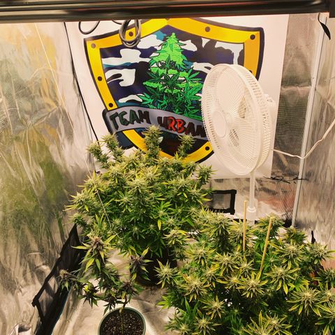 Ayos 1 growlog timeline photo