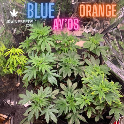 Ayos 1 growlog timeline photo