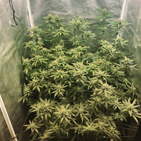 Lemon Drop 2 growlog timeline photo