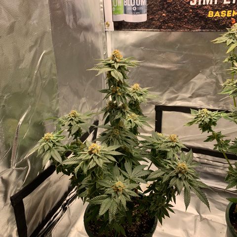 Donut Party 1 growlog timeline photo