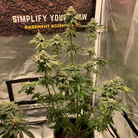 P. Rainbow 5 growlog timeline photo