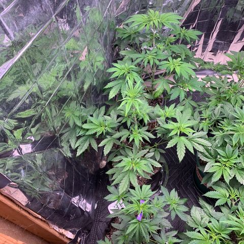 Ayos 1 growlog photo: Blue
