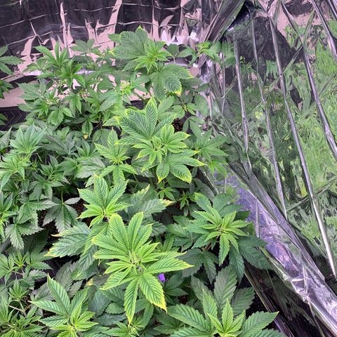 Ayos 1 growlog photo: Orange