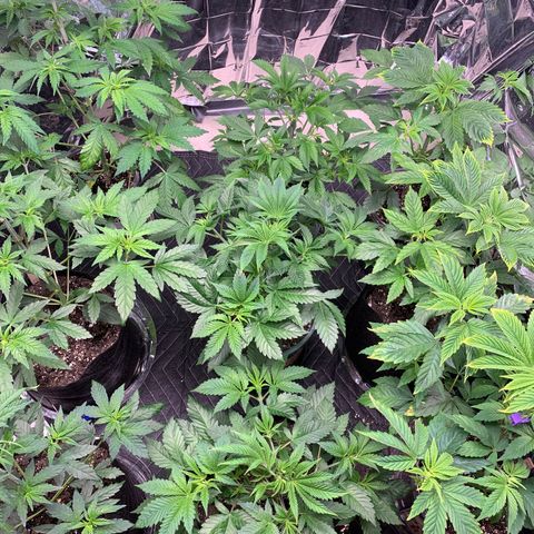 Ayos 1 growlog photo: Ayos