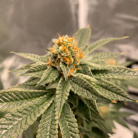 Donut Party 1 growlog timeline photo