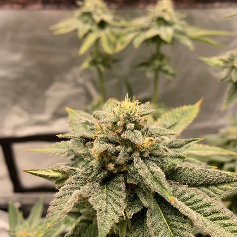 P. Rainbow 5 growlog timeline photo