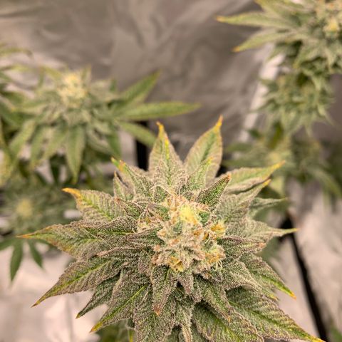 P. Rainbow 5 growlog timeline photo