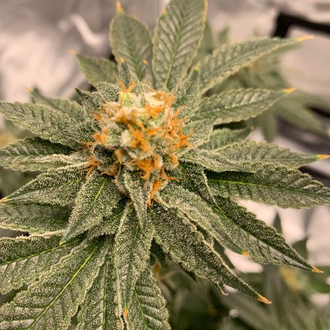 Donut Party 1 growlog timeline photo