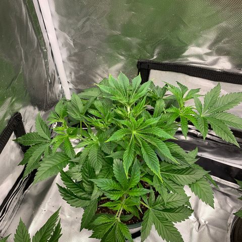Ayos 1 growlog timeline photo