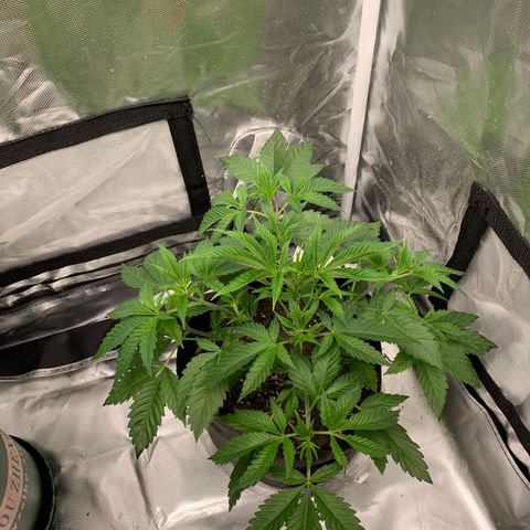 Ayos 1 growlog timeline photo