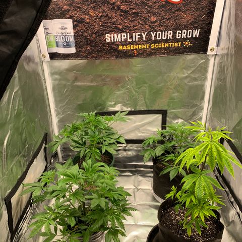 Ayos 1 growlog timeline photo