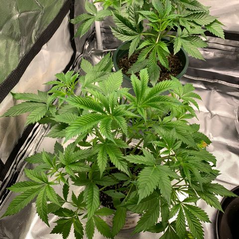 Ayos 1 growlog timeline photo