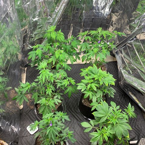 Vanilla Drip growlog timeline photo