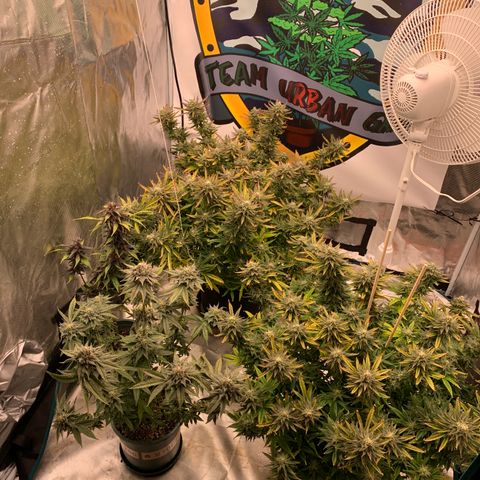 Ayos 1 growlog timeline photo