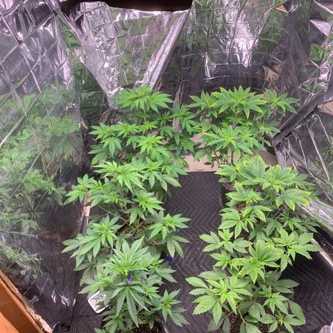 Vanilla Drip growlog timeline photo