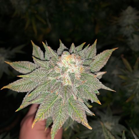 P. Rainbow 5 growlog timeline photo