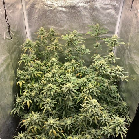 Lemon Drop 2 growlog timeline photo