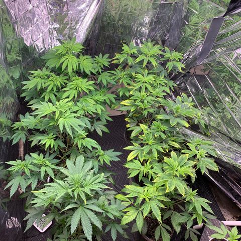Vanilla Drip growlog timeline photo