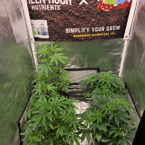 Ayos 1 growlog timeline photo