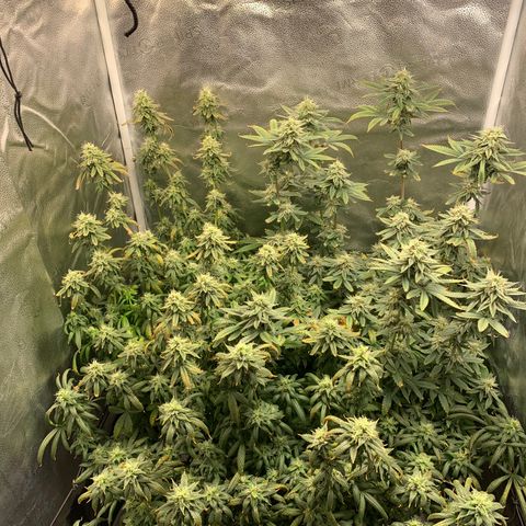 Lemon Drop 2 growlog timeline photo