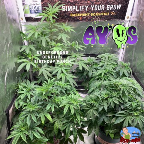 Ayos 1 growlog timeline photo