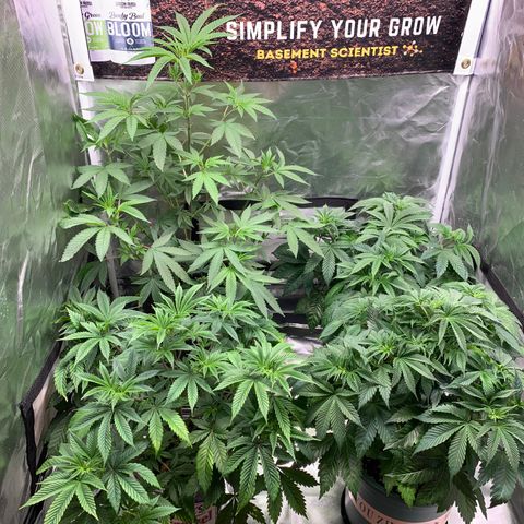 Ayos 1 growlog timeline photo