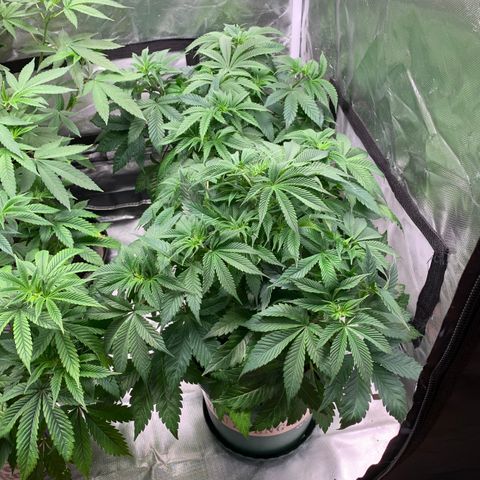 Ayos 1 growlog timeline photo