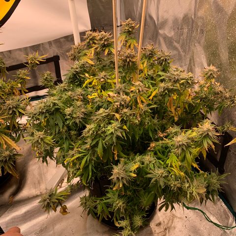 Ayos 1 growlog timeline photo