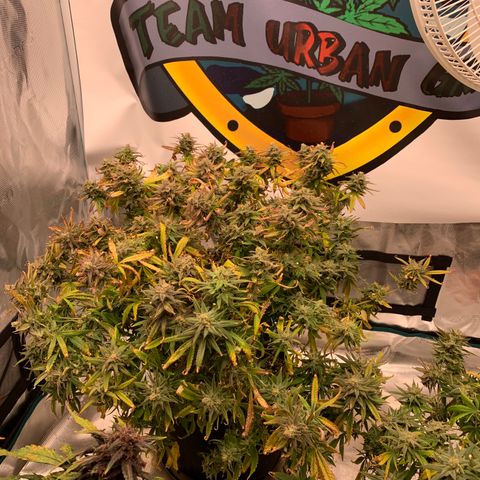 Ayos 1 growlog timeline photo