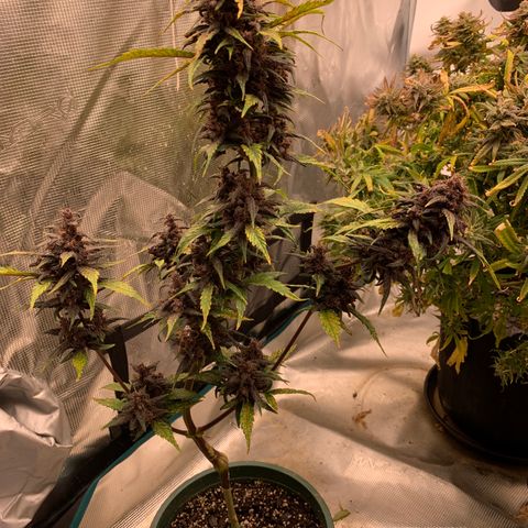 Ayos 1 growlog timeline photo