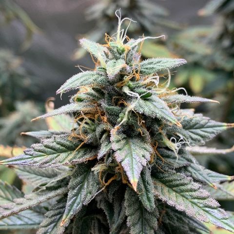 Lemon Drop 2 growlog timeline photo