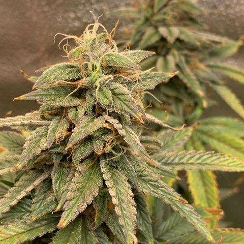 Lemon Drop 2 growlog timeline photo