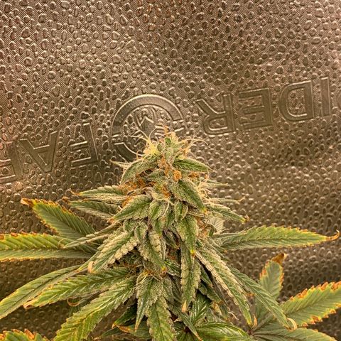 Lemon Drop 2 growlog timeline photo