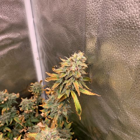 Lemon Drop 2 growlog timeline photo