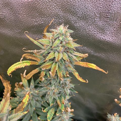 Lemon Drop 2 growlog timeline photo