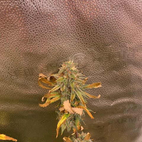 Lemon Drop 2 growlog timeline photo