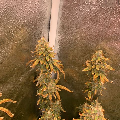 Lemon Drop 2 growlog timeline photo
